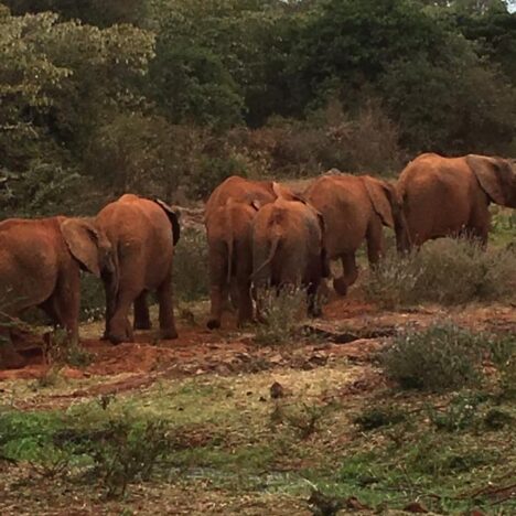Wild Time on Safari in Lewa & Samburu