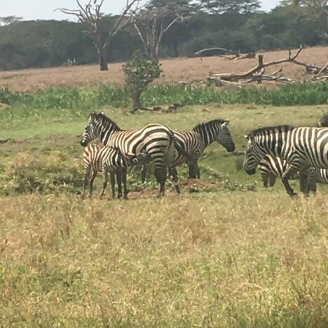 Wild Times on Safari in the Maasai Mara